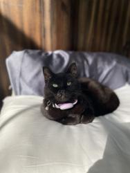 Lost Female Cat last seen Near , Houston, TX 77066