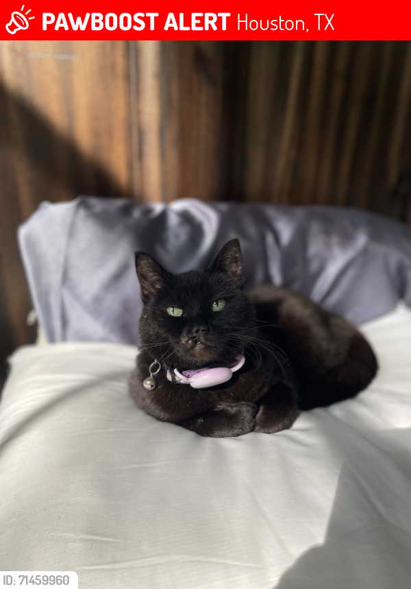 Lost Female Cat last seen Near , Houston, TX 77066