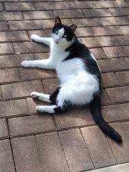 Lost Male Cat last seen Cedar Springs Subdivision, Lupine Meadow, Aqua Valley, Aqua Verde, Cedar Point, Helotes, TX 78023