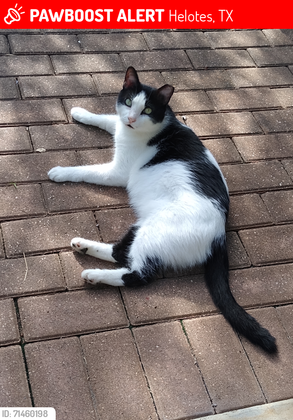 Lost Male Cat last seen Cedar Springs Subdivision, Lupine Meadow, Aqua Valley, Aqua Verde, Cedar Point, Helotes, TX 78023