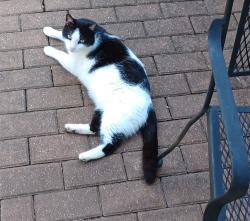 Lost Male Cat last seen Cedar Springs Subdivision, Lupine Meadow, Aqua Valley, Aqua Verde, Cedar Point, Helotes, TX 78023