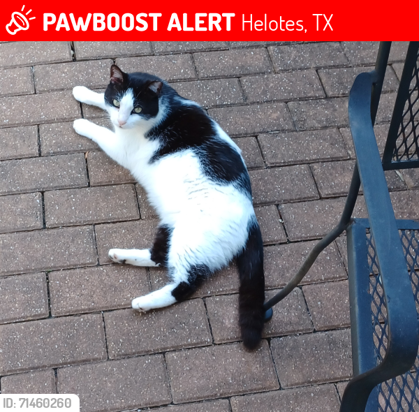 Lost Male Cat last seen Cedar Springs Subdivision, Lupine Meadow, Aqua Valley, Aqua Verde, Cedar Point, Helotes, TX 78023