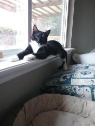 Lost Male Cat last seen Academy Hills, Albuquerque, NM 87111