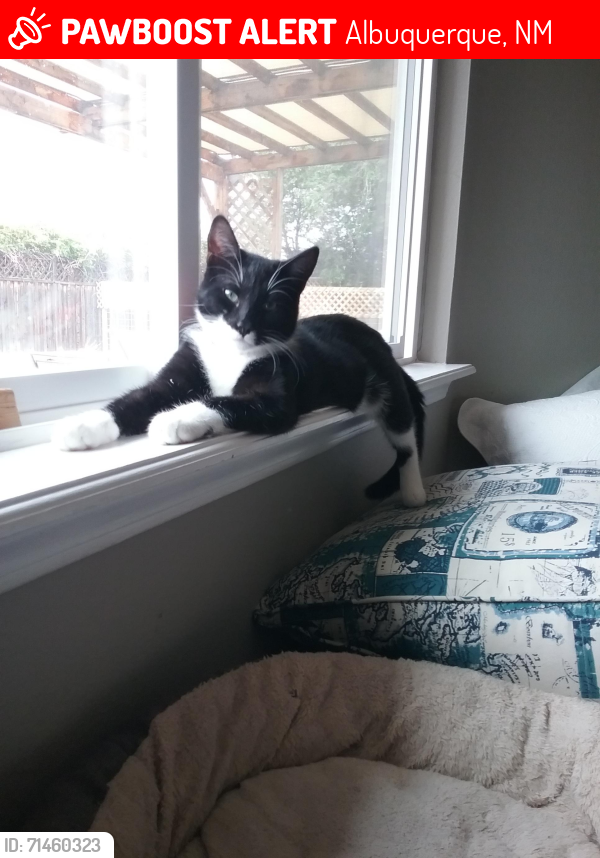 Lost Male Cat last seen Academy Hills, Albuquerque, NM 87111