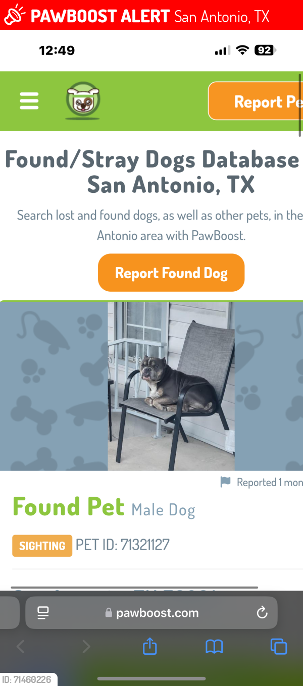 Lost Male Dog last seen On vollum between summit ave and Mongolia , San Antonio, TX 78201