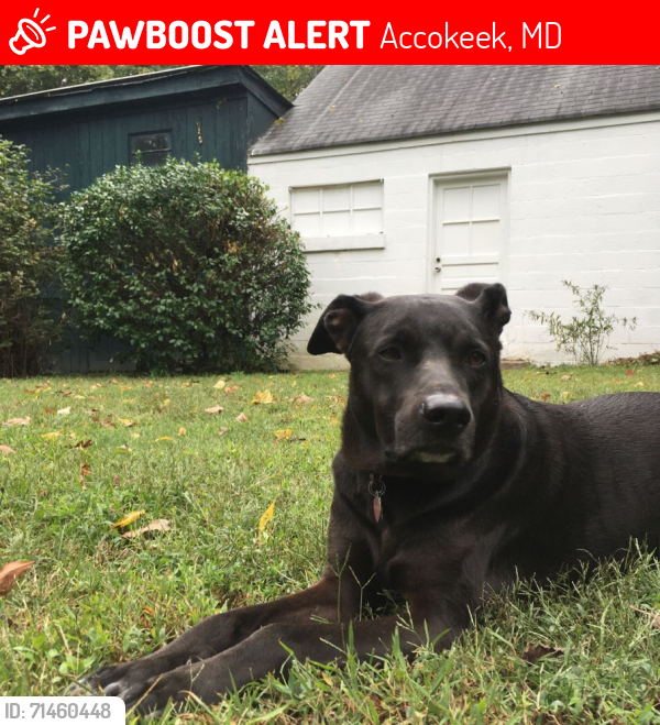 Lost Male Dog last seen Accokeek Road & Holly Hill Dr.  Near the Accokeek water tower., Accokeek, MD 20607