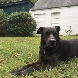 Lost Male Dog last seen Accokeek Road & Holly Hill Dr.  Near the Accokeek water tower., Accokeek, MD 20607