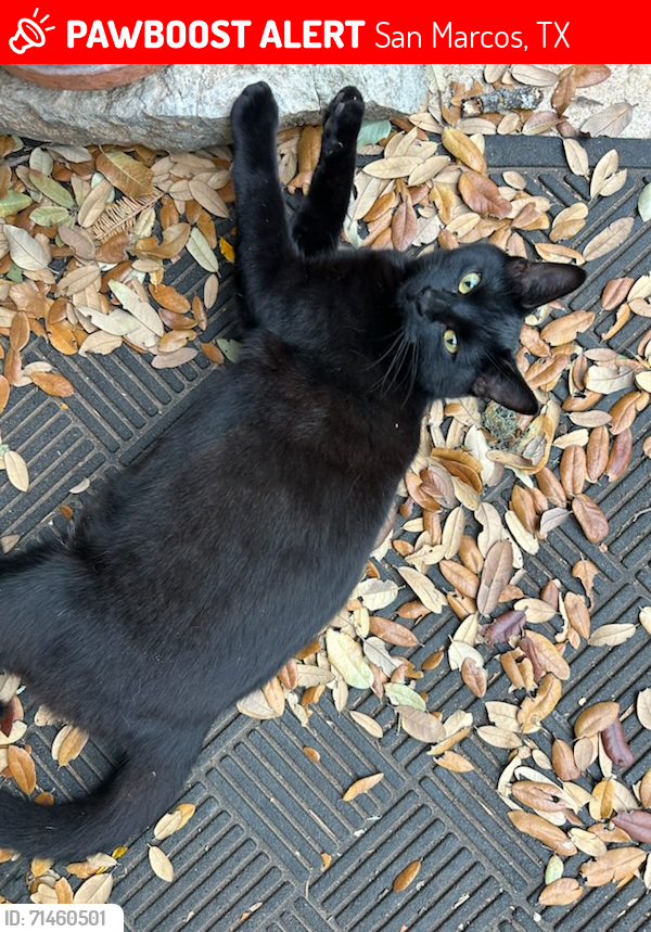 Lost Female Cat last seen Telegraph Trail at Hilliard, San Marcos, San Marcos, TX 78666