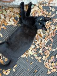 Lost Female Cat last seen Telegraph Trail at Hilliard, San Marcos, San Marcos, TX 78666