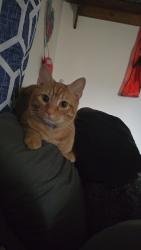 Lost Male Cat last seen Bebb Ave Sw , Massillon, OH 44647