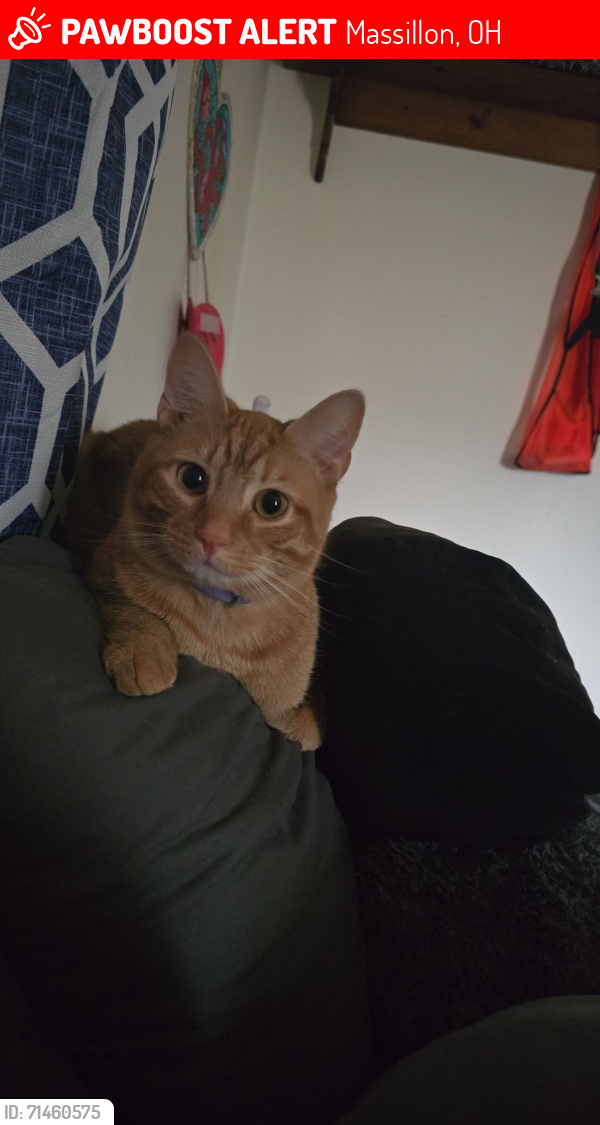 Lost Male Cat last seen Bebb Ave Sw , Massillon, OH 44647
