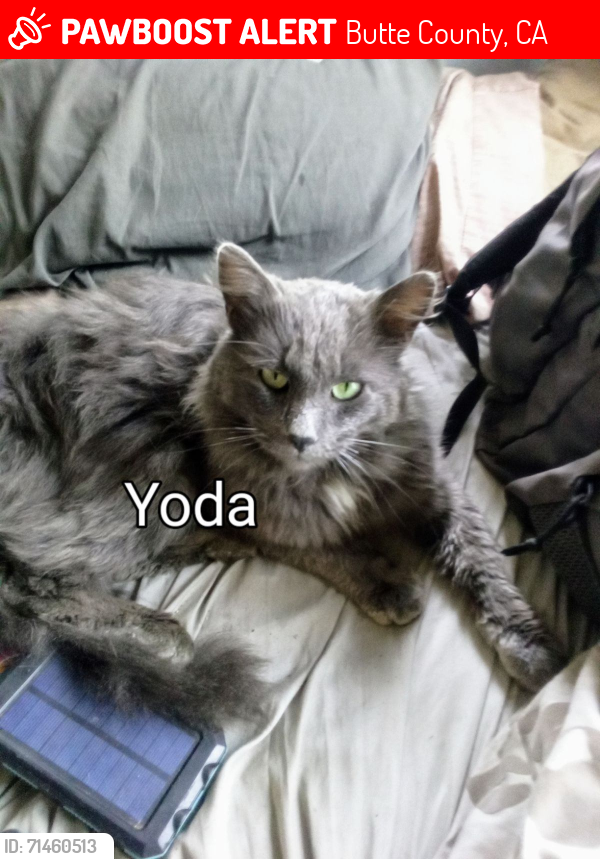 Lost Male Cat last seen Lower wyandotte and Ophir, Butte County, CA 95966