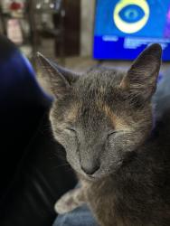 Lost Female Cat last seen Melrose Ave. and Vernon Road, Elkins Park, Melrose Park, PA 19027