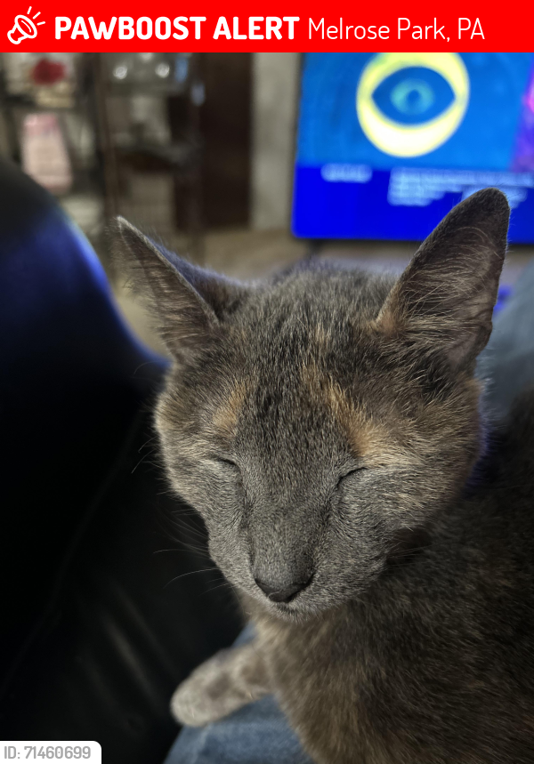 Lost Female Cat last seen Melrose Ave. and Vernon Road, Elkins Park, Melrose Park, PA 19027