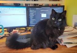 Lost Male Cat last seen Evans Rd & Griffith Farm Rd, Sequim, WA 98382