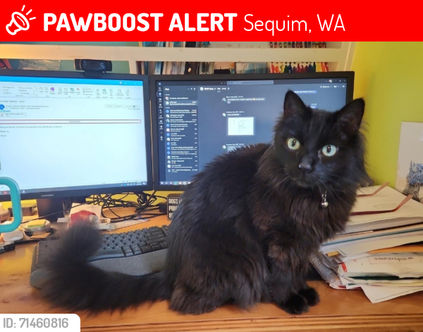 Lost Male Cat last seen Evans Rd & Griffith Farm Rd, Sequim, WA 98382
