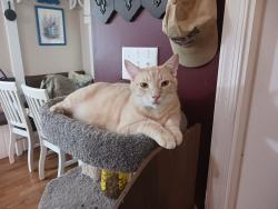 Lost Male Cat last seen School Lane, Toano Middle School , Toano, VA 23168