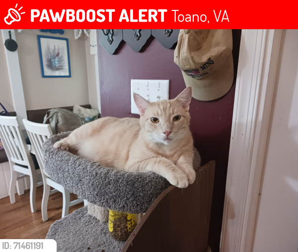Lost Male Cat last seen School Lane, Toano Middle School , Toano, VA 23168