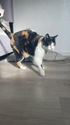 Lost Female Cat last seen laurel creek park, Fairfield, CA 94533