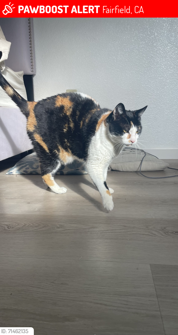 Lost Female Cat last seen laurel creek park, Fairfield, CA 94533