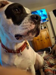 Lost Male Dog last seen Bermuda Road, St. Louis, MO 63121