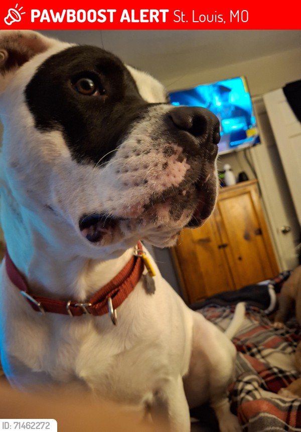Lost Male Dog last seen Bermuda Road, St. Louis, MO 63121