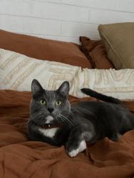 Lost Male Cat last seen 32nd st and shea, Phoenix, AZ 85028