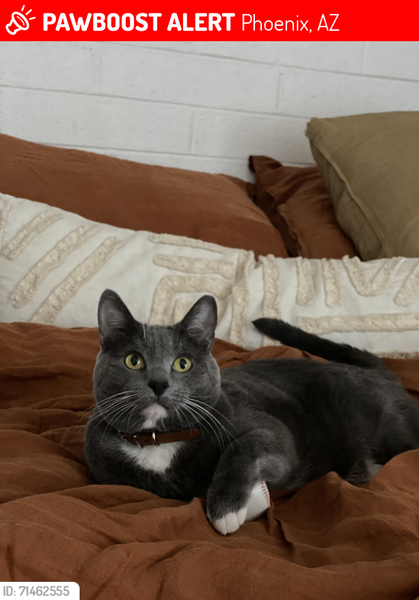 Lost Male Cat last seen 32nd st and shea, Phoenix, AZ 85028