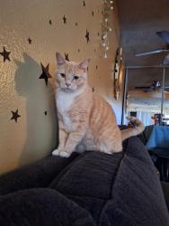 Lost Male Cat last seen Hoover St and 4th St., Los Angeles, CA 90020