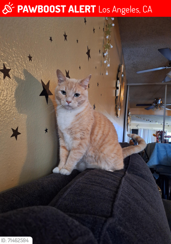 Lost Male Cat last seen Hoover St and 4th St., Los Angeles, CA 90020