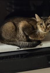 Lost Female Cat last seen Cedar circle, Inwood and Folsom Auburn rd, Folsom, CA 95630