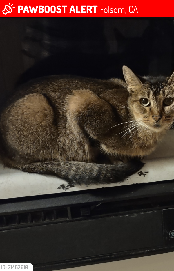 Lost Female Cat last seen Cedar circle, Inwood and Folsom Auburn rd, Folsom, CA 95630