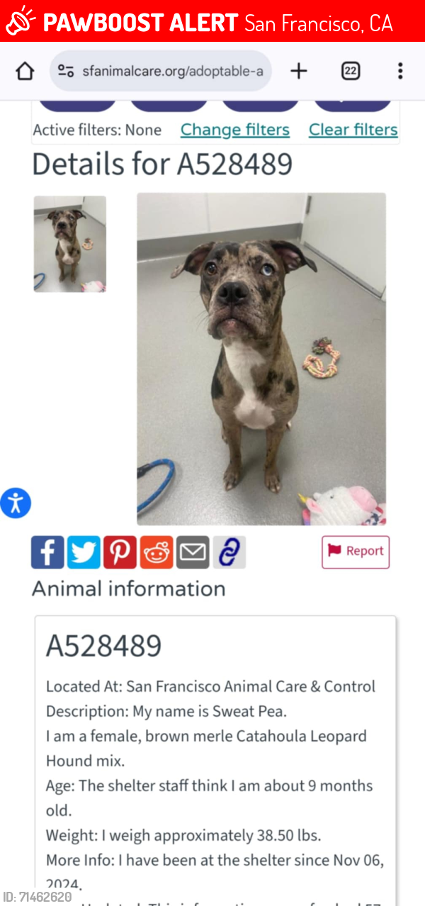 Lost Female Dog last seen Near Gonzalez Dr, San Francisco, CA 94132