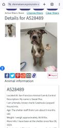 Lost Female Dog last seen Near Gonzalez Dr, San Francisco, CA 94132