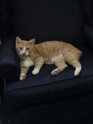 Lost Male Cat last seen Carlton Ave / Lancaster Ave., Chattanooga, TN 37415
