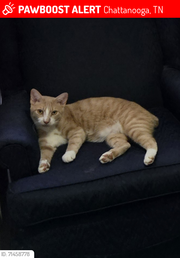 Lost Male Cat last seen Carlton Ave / Lancaster Ave., Chattanooga, TN 37415