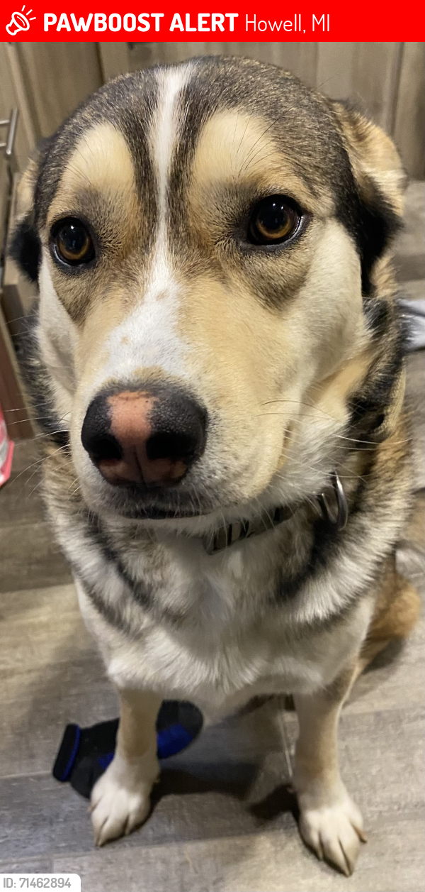 Lost Male Dog last seen Near Byron rd Howell mi, Howell, MI 48855