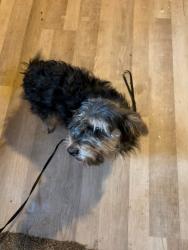 Lost Male Dog last seen ORLEANS AVE. CLEVELAND OHIO44105, Cleveland, OH 44105