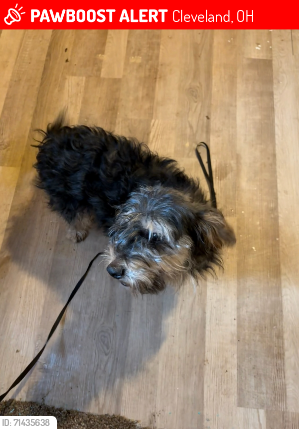 Lost Male Dog last seen ORLEANS AVE. CLEVELAND OHIO44105, Cleveland, OH 44105