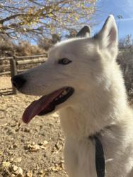 Lost Male Dog last seen Cheaboro and Emma rd, Palmdale, CA 93552