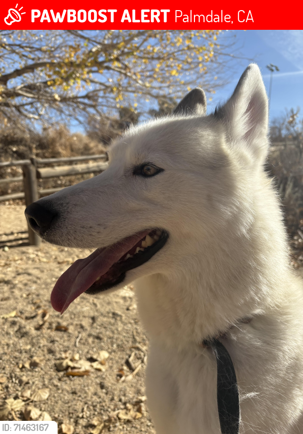 Lost Male Dog last seen Cheaboro and Emma rd, Palmdale, CA 93552