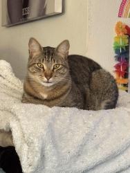 Lost Male Cat last seen 60th Ave , Marysville, WA 98270