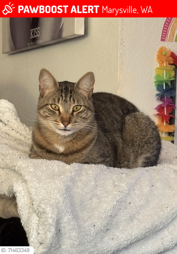 Lost Male Cat last seen 60th Ave , Marysville, WA 98270