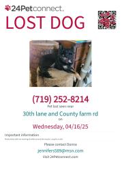 Lost Female Dog last seen 30thLn and County Farm Rd, Pueblo County, CO 81006