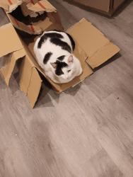 Lost Male Cat last seen Clymer and Mineral Spring Rd., Reading, PA 19602