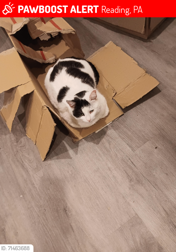 Lost Male Cat last seen Clymer and Mineral Spring Rd., Reading, PA 19602