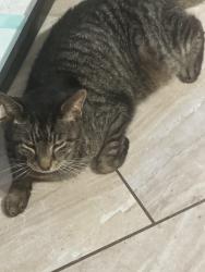 Lost Male Cat last seen State Route 11 Tomoka Woods , Tomoka Woods, FL 32130