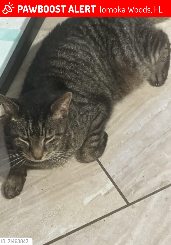 Lost Male Cat last seen State Route 11 Tomoka Woods, Tomoka Woods, FL 32130
