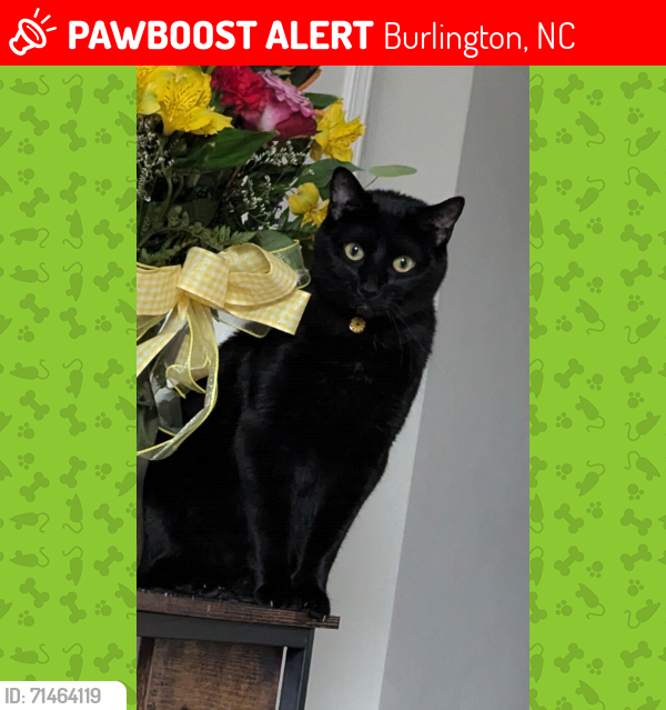 Lost Male Cat last seen Mine creek rd, Burlington, NC 27217