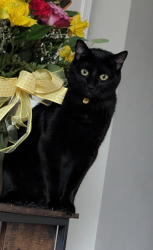 Lost Male Cat last seen Mine creek rd, Burlington, NC 27217